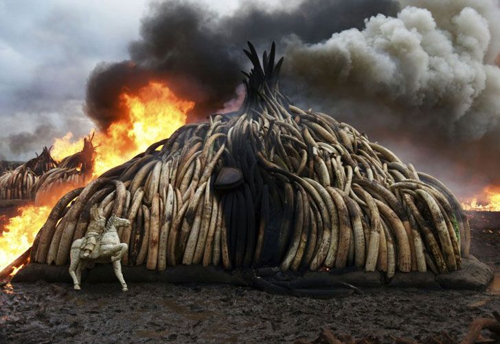 Este cuadro muestra una pila de colmillos ardientes del elefante, figurillas de marfil y cuernos del rinoceronte en el parque nacional de Nairobi el 30 de abril de 2016