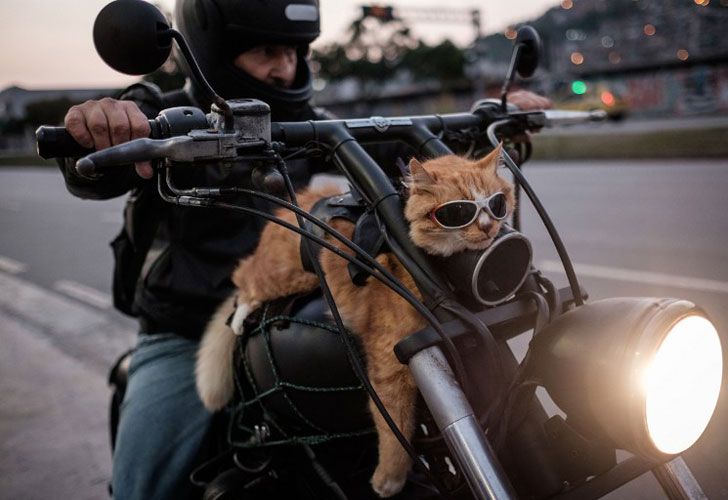 Un ciclista muestra a su gato Chiquinho de 12 años de edad, que siempre monta con él en su moto, en Río de Janeiro, Brasil, el 19 de junio de 2016.