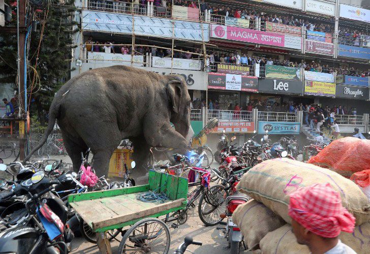 Los espectadores indios miran como un elefante salvaje con un dardo del tranquilizer en su parte posterior camina a lo largo de una calle en Siliguri el 10 de febrero de 2016.