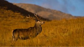 Red-Deer-005-Wild-West-Safari