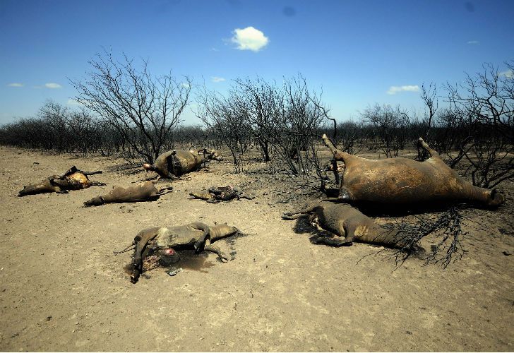 Nuevos focos de incendio en La Pampa.