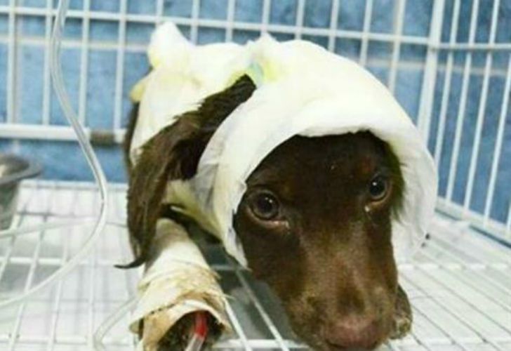 Chocolate, el cachorro de tres meses falleció a causa de las heridas recibidas.