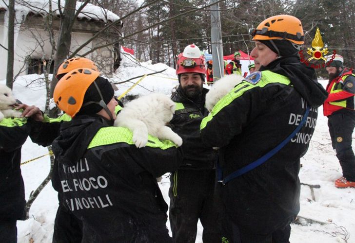 Un folleto publicado el 23 de enero de 2017 por el Corpo Nazionale Soccorso Alpino e Speleologico (CNSAS) muestra un equipo de rescate llevando cachorros encontrados en el Hotel Rigopiano, cerca del pueblo de Farindola, en las faldas orientales del Gran Sasso montaña. El bombero Fabio Jerman dijo que tres cachorros habían sido encontrados vivos hoy en uno de los bolsillos de aire bajo los escombros, que dijo que era "un signo importante de la vida que nos da esperanza". Los rescatadores italianos sacaron a nueve sobrevivientes del hotel golpeado por una avalancha el 18 de enero de 2016 y continúan buscando a las 23 personas aún atrapadas bajo las ruinas. Una sexta víctima fue sacada de los escombros y la nieve ayer