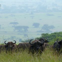 Búfalos en el Parque Nacional Queen Elizabeth en Uganda