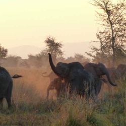 Elefantes en el Parque Nacional Gorongosa en Mozambique