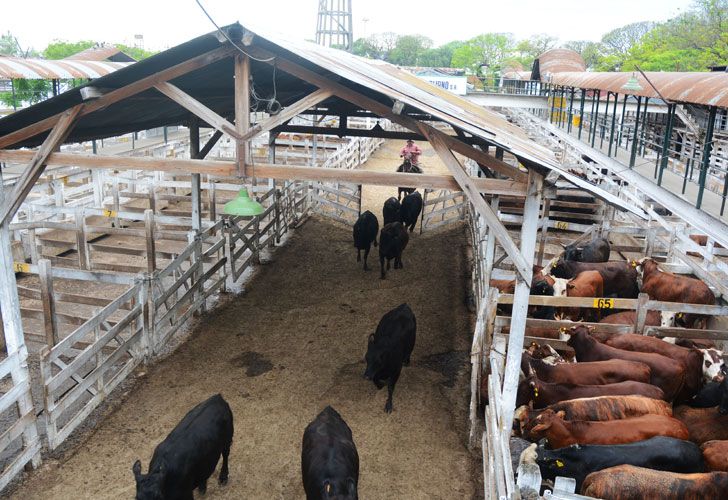 ACTIVIDAD. Allí trabajan 2 mil personas y pasan entre 25 y 30 mil cabezas de ganado por semana. Lo mudarían cerca del Mercado Central.