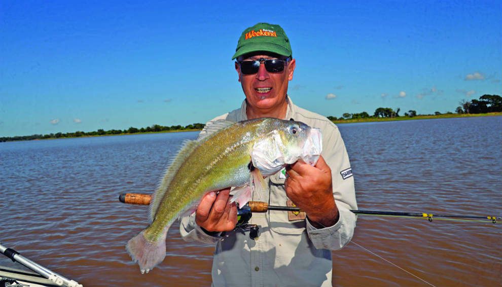 Uma corvina que brilha no rio | Fim de semanaUma corvina que brilha no rio | Fim de semana  