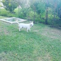 lizy-6