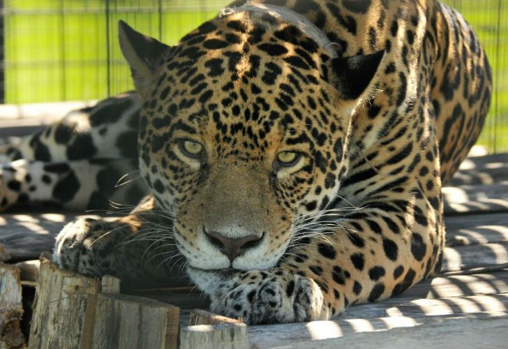 CHIQUI. El macho de 8 años fue elegido para formar parte de un proyecto de reproducción.