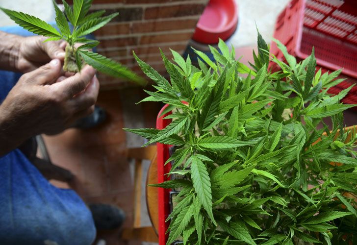 Cannabis