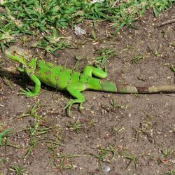 Aruba iguana