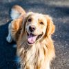 wopets-pixabay-pregnant-dog-golden-retriever