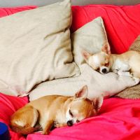 prada-mascota-1