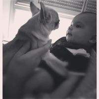 prada-mascota-9