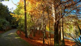 Hamilton Gardens-Waikato River Riverbank 2