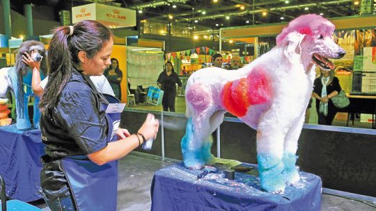 Bucles y tintura. Un caniche en proceso de peinado, durante un concurso en la exposición Nuestros caballos y nuestros perros.