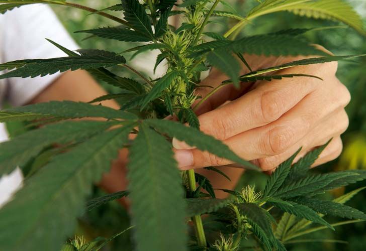 Marihuana: mitos y verdades