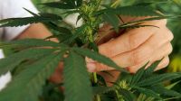 Marihuana: mitos y verdades