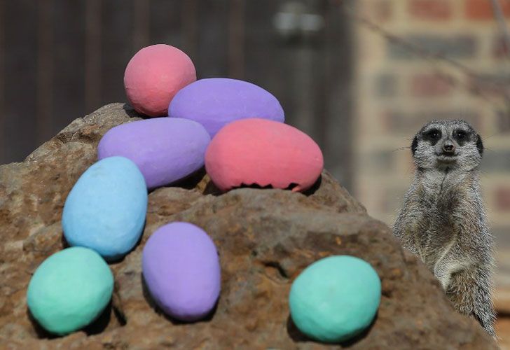 Inglaterra. Un grupo de suricatas se dan un convite de Pascua en el zoológico de Londres.