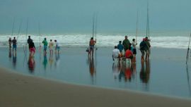 corvina-negra-claromeco-5