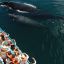 avistaje ballenas