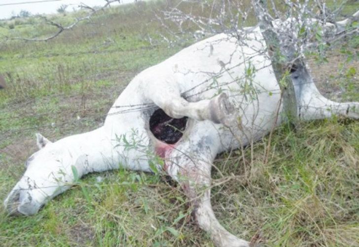 La supuesta aparición del "chupacabras"