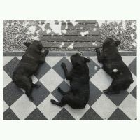 01darinmascostas