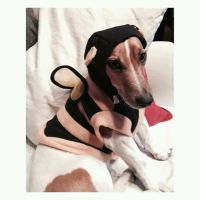 02darinmascostas
