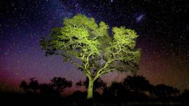 EARTH LIVE en National Geographic y Nat Geo Wild (d)