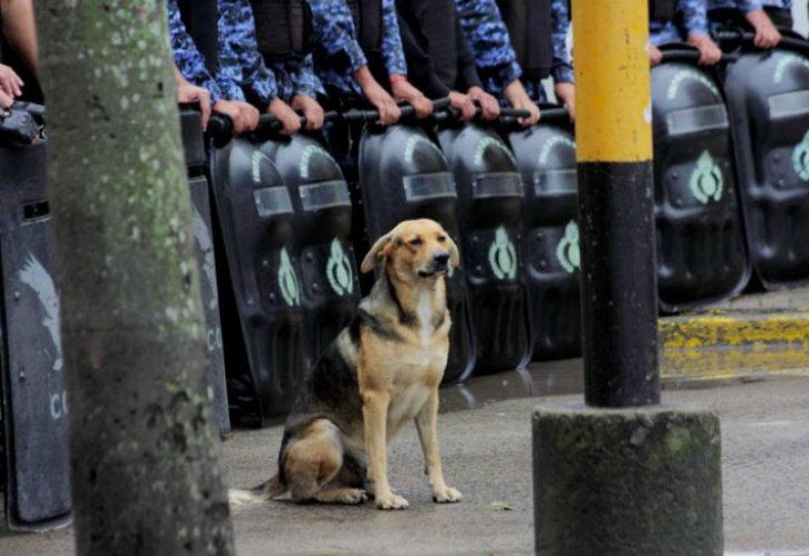 Atropellaron a Mariscal, el perro que custodiaba la Casa de Gobierno de Chaco