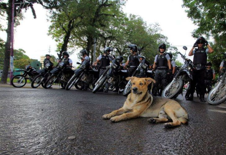 Atropellaron a Mariscal, el perro que custodiaba la Casa de Gobierno de Chaco