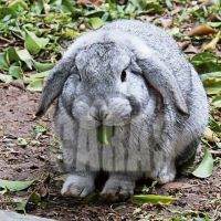 image22
