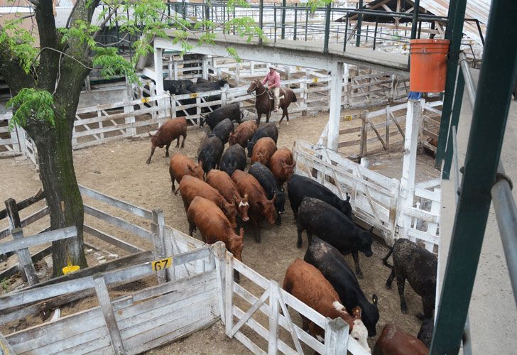 En el Mercado de Liniers, que se especializa en la recepción y venta de ganado en pie, trabajan alrededor de 2.000 personas, quienes tienen asegurada su continuidad laboral, y pasan entre 25.000 y 30.000 cabezas de ganado por semana.