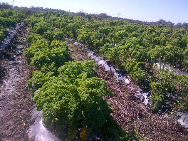 Plantación de Kale en Exaltación de la Cruz