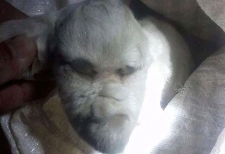 Nació en San Luis un cabrito con cara de humano