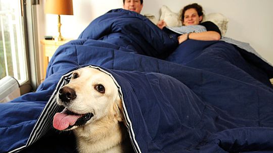 Mejores amigos. Historias de personas que suman al perro a la cama como uno más de la casa.