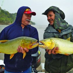 Pesca dorados (7)
