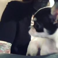 05candeperro