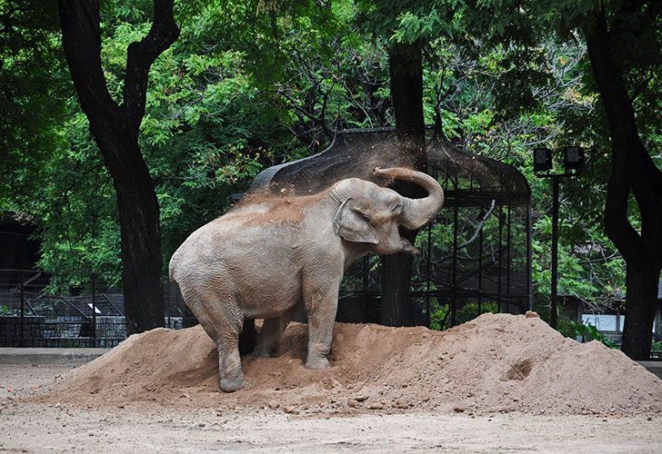 Polemica. Para las ONG hay improvisación en el anuncio de cierre y obras del Ecoparque, que no considera a los animales.