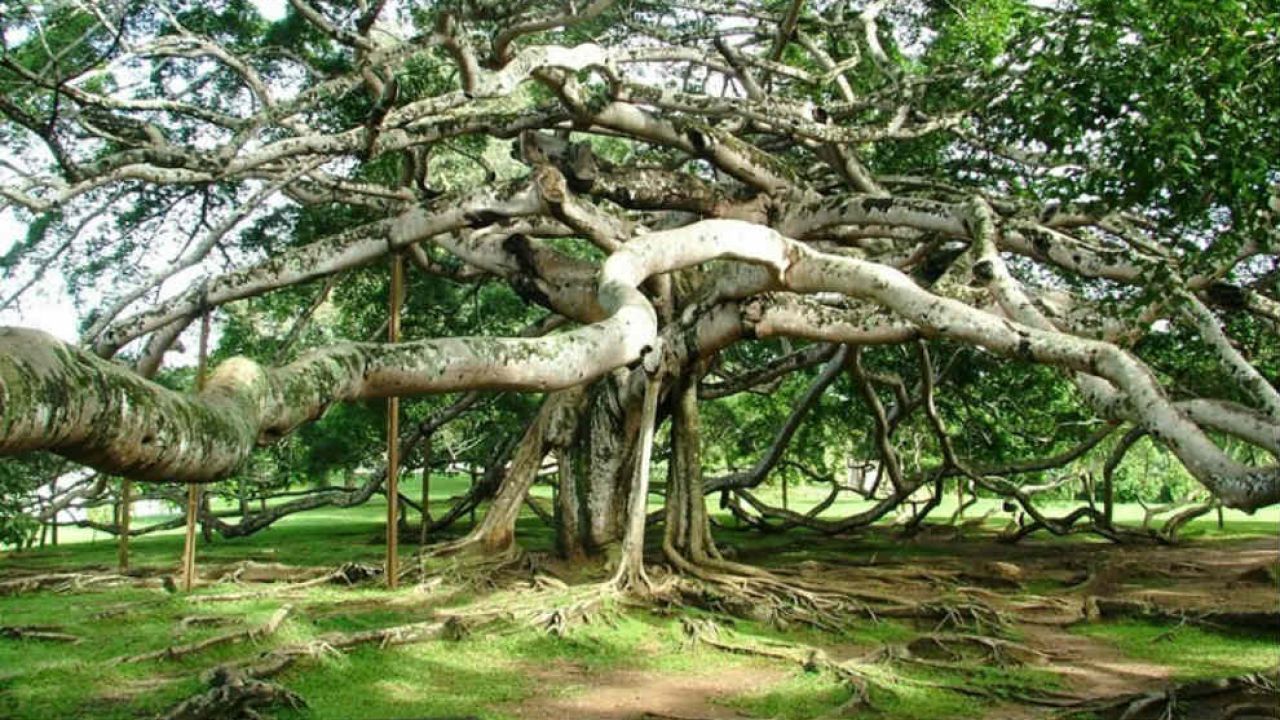 Weekend | Un único árbol forma una selva de 19.000 m2