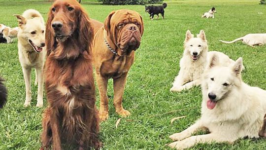 Running y relax. María Eugenia Zuccaro, veterinaria, corre con su perro Pepe y hace planes de entrenamiento para mascotas. La Manada (foto), de Francisco García Ibar ofrece retiros de fines de semana y colonias de vacaciones en un campo y festejos de cumpleaños.
