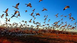 migracion aves