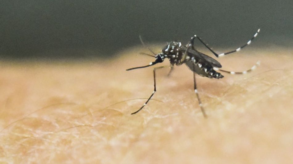 Del dengue a la mosquita muerta
