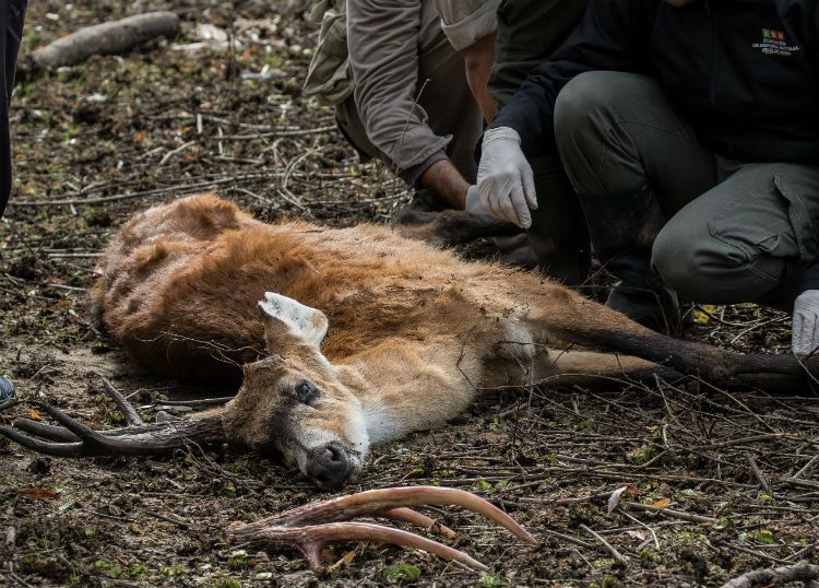 Durante la última semana se encontraron tres ciervos muertos, baleados, en campos de la zona.