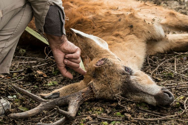 Durante la última semana se encontraron tres ciervos muertos, baleados, en campos de la zona.