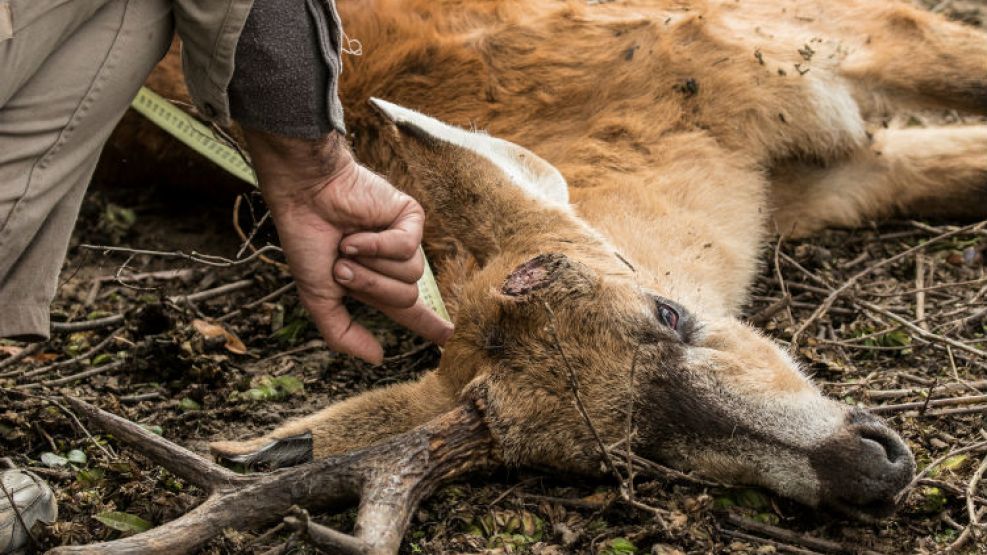 Ciervos muertos en el Delta