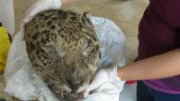 yaguareté muerto chaco