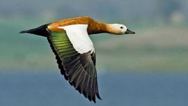 Ruddy shelducks