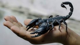 escorpion