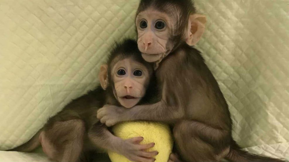 Monos clonados